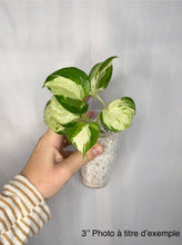 Charger l'image dans la galerie, Pothos Manjula
