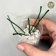 Load image into Gallery viewer, Hoya Retusa en pot transparent, tiges vertes fines et graviers blancs
