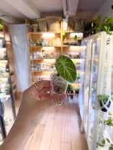 Charger l'image dans la galerie, Jeune Alocasia Ninja Splash en pot transparent, feuille verte à nervures claires
