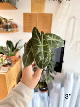 Charger l&#39;image dans la galerie, Alocasia pink dragon
