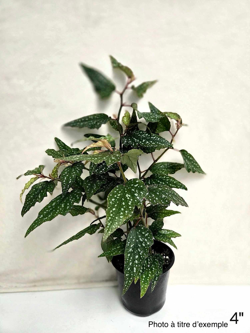 Bégonia angel wing