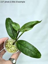 Charger l'image dans la galerie, Hoya Lobbii ⭐️
