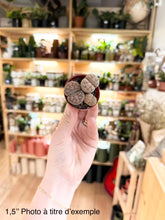 Load image into Gallery viewer, Lithops ⭐️
