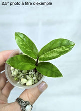 Charger l'image dans la galerie, Zamioculcas zamiifolia Variegata
