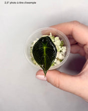 Charger l'image dans la galerie, Alocasia polly
