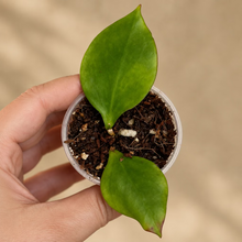 Charger l'image dans la galerie, Plante Hoya Biakensis en pot transparent, feuilles vertes en forme de cœur
