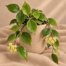 Load image into Gallery viewer, Hoya Biakensis 🐾
