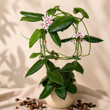 Load image into Gallery viewer, Hoya Calycina en pot : tiges grimpantes, feuilles vertes, fleurs rosées
