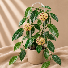 Charger l'image dans la galerie, Hoya Coriacea Splash 🐾
