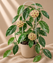 Charger l'image dans la galerie, Plante Hoya coriacea Splash en pot : feuilles vertes panachées et fleurs étoilées crème rosé
