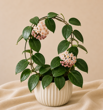 Load image into Gallery viewer, Plante Hoya Latifolia “Snow Queen” en pot, feuilles vertes et fleurs rose-blanc
