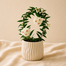 Load image into Gallery viewer, Plante Hoya Paradisea en pot blanc côtelé, tiges vertes et fleurs blanches étoilées
