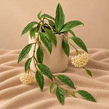 Load image into Gallery viewer, Hoya Parasitica 🐾 #Y701

