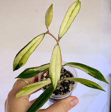 Load image into Gallery viewer, Hoya Rigidifolia Variegata en godet, avec de longues feuilles étroites panachées de vert et de crème.
