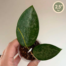 Charger l'image dans la galerie, Plante Hoya en pot, feuilles vertes tachetées, deux feuilles en forme de goutte, 2,5 pouces
