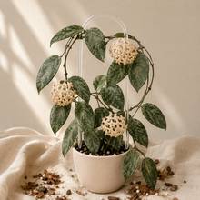 Charger l'image dans la galerie, Plante Hoya Rime Splash en pot, feuilles vert foncé mouchetées et fleurs crème rosé
