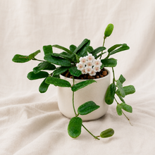 Charger l'image dans la galerie, Plante Hoya Rotundiflora en pot blanc, fleurs blanches en grappe, feuilles vertes
