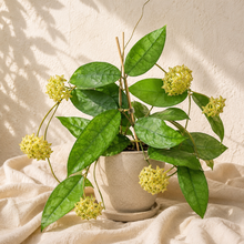 Load image into Gallery viewer, Plante Hoya en pot avec feuilles vertes et grappes de fleurs jaunes
