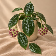 Charger l'image dans la galerie, Plante Hoya cinnamomifolia H33 en pot avec grandes feuilles vertes et fleurs violettes
