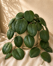Load image into Gallery viewer, Plante Hoya elephant AH027 aux feuilles ovales vert foncé, retombantes.

