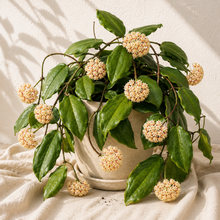 Load image into Gallery viewer, Hoya incrassata en pot, feuilles vertes luisantes et petites fleurs rondes rosées

