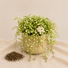 Charger l'image dans la galerie, Hoya Lacunosa Variegata 🐾
