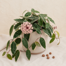 Load image into Gallery viewer, Plante Hoya macrophylla en pot blanc, feuilles vert foncé panachées et fleurs roses en grappes.
