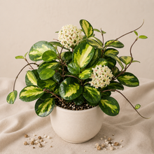 Load image into Gallery viewer, Plante Hoya australis Lisa en pot, feuilles vertes panachées et fleurs blanches rosées
