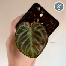 Charger l'image dans la galerie, Anthurium Red Crystallinum X Silver Blush
