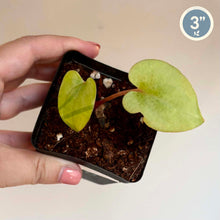 Charger l'image dans la galerie, Anthurium Papillilaminum Fort Sherman X BVEP
