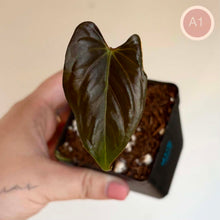 Load image into Gallery viewer, Anthurium NOID #A147
