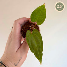 Charger l'image dans la galerie, Anthurium RVDP X (Crystallinum X Queen)
