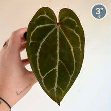 Charger l'image dans la galerie, Anthurium Crystallinum X (Zara X Michelle)
