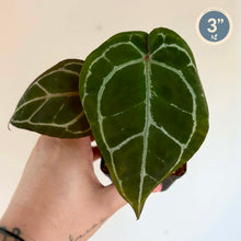 Charger l'image dans la galerie, Anthurium Crystallinum X (Zara X Michelle)
