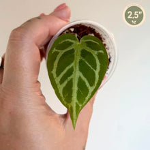 Charger l'image dans la galerie, Anthurium Warocqueanum X Silver Blush
