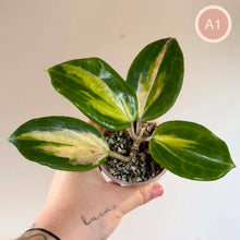 Charger l'image dans la galerie, Hoya Merrillii Variegata 🐾
