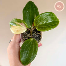Charger l'image dans la galerie, Hoya Merrillii Variegata 🐾
