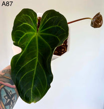 Load image into Gallery viewer, Anthurium NOID #A147
