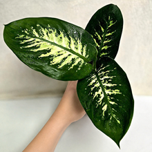 Charger l'image dans la galerie, Dieffenbachia Tropic Snow
