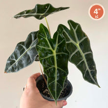Load image into Gallery viewer, Alocasia Polly

