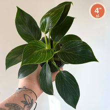 Charger l'image dans la galerie, Philodendron Birkin
