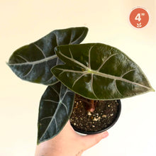 Charger l'image dans la galerie, Alocasia Purple Vein
