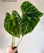 Charger l'image dans la galerie, Anthurium Warocqueanum X Silver Blush
