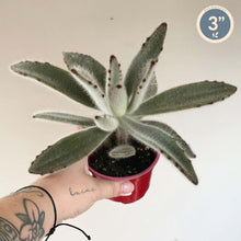 Charger l'image dans la galerie, Plante panda Kalanchoe tomentosa en pot rouge, feuilles duveteuses vert gris.
