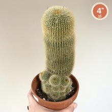 Charger l'image dans la galerie, Cactus — Parodia leninghausii
