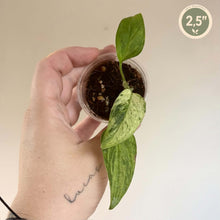 Load image into Gallery viewer, Monstera d’Adanson tachetée en pot, feuilles vert clair tachetées, 2,5".
