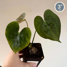 Load image into Gallery viewer, Plante Anthurium Pterodactyl en pot, feuilles vertes en forme de cœur
