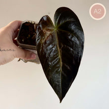 Charger l'image dans la galerie, Anthurium à deux spathes cœur brillantes foncées, l’une légèrement recouvrante.
