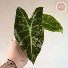 Charger l'image dans la galerie, Feuilles d’Alocasia Pink Dragon Albo vert foncé à nervures claires, forme élancée
