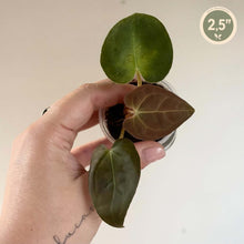 Load image into Gallery viewer, Anthurium en pot transparent, feuilles vert foncé, taille 2,5 pouces
